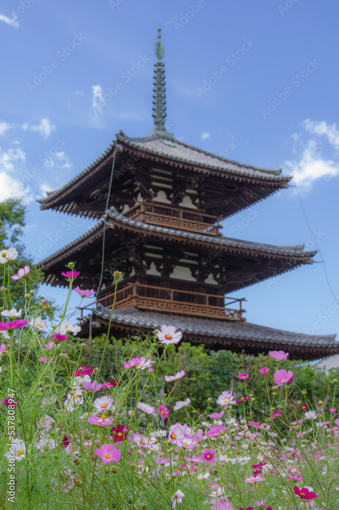 法起寺(奈良県斑鳩町)のコスモス