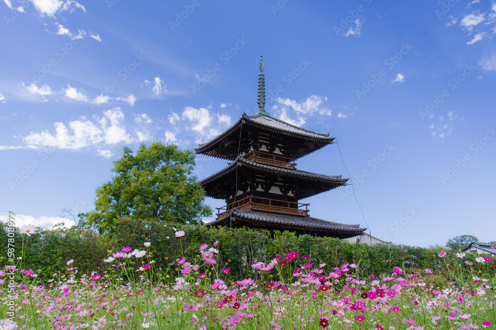 法起寺(奈良県斑鳩町)のコスモス