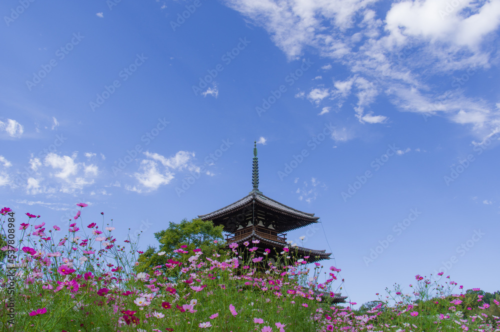 法起寺(奈良県斑鳩町)のコスモス 法起寺(奈良県斑鳩町)のコスモス