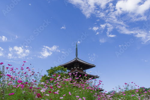 Obraz na płótnie 法起寺(奈良県斑鳩町)のコスモス w salonie