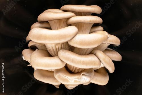 Fresh organic mushrooms on a black ceramic plate, macro, top view.