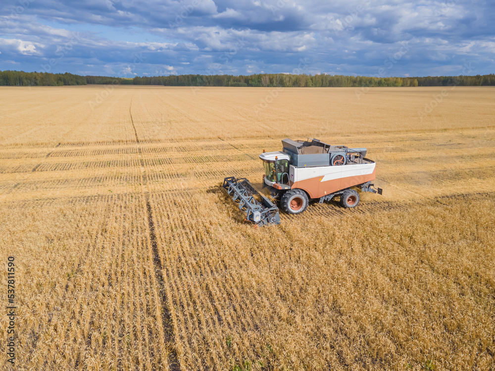 Obraz premium Harvest wheat grain and crop aerial view.Harvesting wheat,oats, barley in fields,ranches and farmlands.Combines mow in the field.Agro-industry.Combine Harvester Cutting on wheat filed.Machine harvest