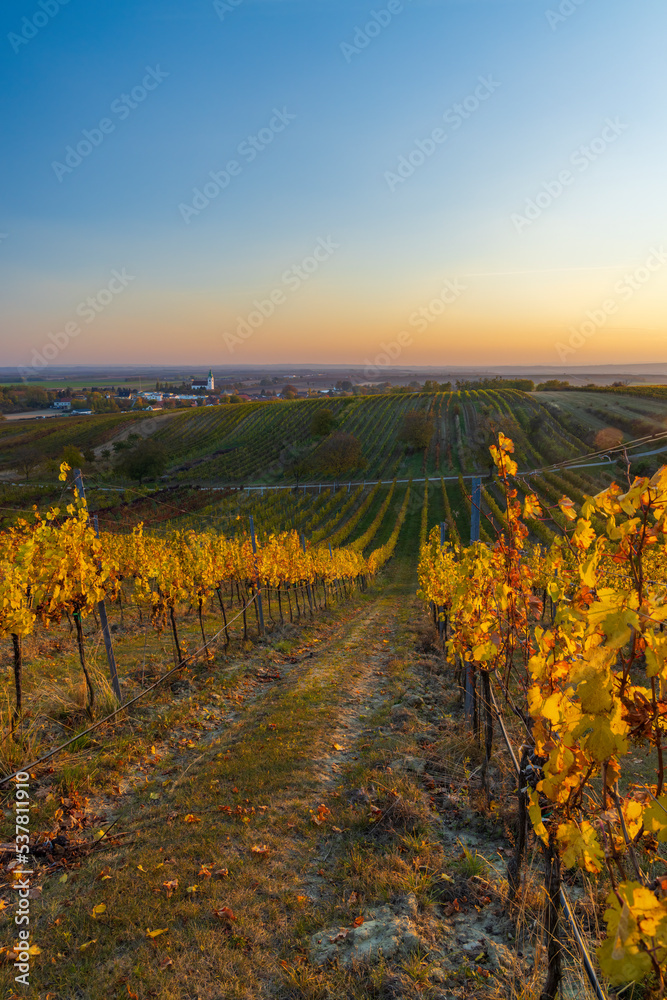 autumnal vineyard with Unterretzbach village, Lower Austria, Austria