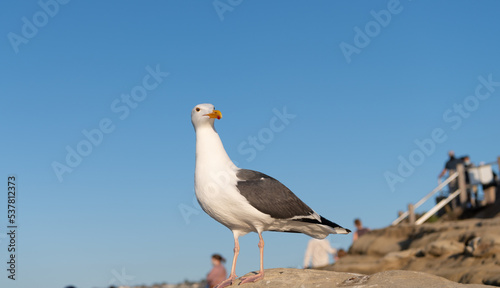 Seagull bird with white head and dark grey wings plumage standing on rock sky background