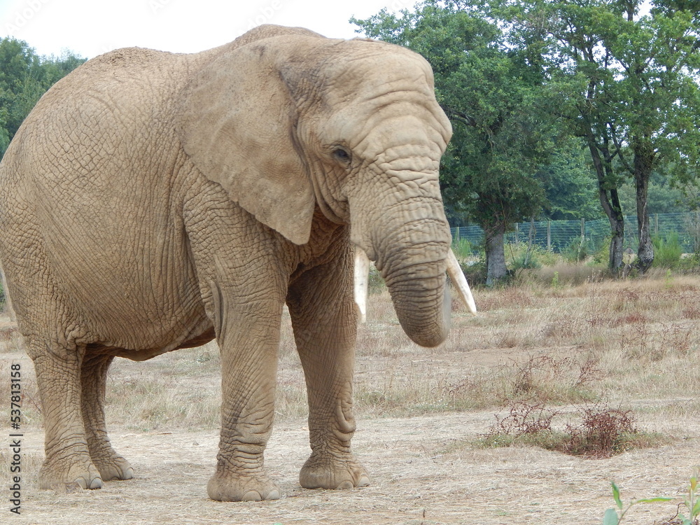 Fototapeta premium Éléphant d'Afrique