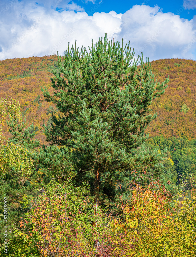 Pine in the autumn forest. Pine in the autumn forest.