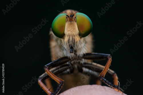 Close up shot of a robber fly asilidae on finger with black background  © Ralfa Padantya