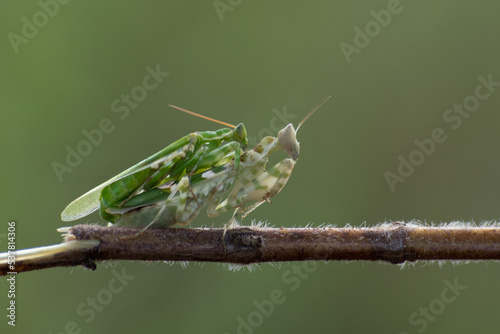 close up shot of jeweled flower mantis Creobroter gemmatus pair mating on a branch with bokeh background  photo