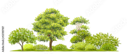 watercolor of tree side view isolated on white background for landscape  and architecture drawing  elements for environment and garden  painting botanical for section and elevation 