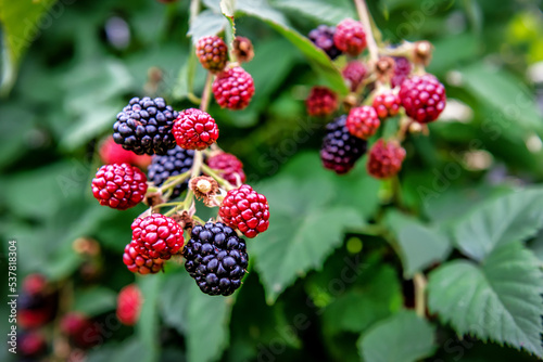 Ripe sweet blackberry on a branch