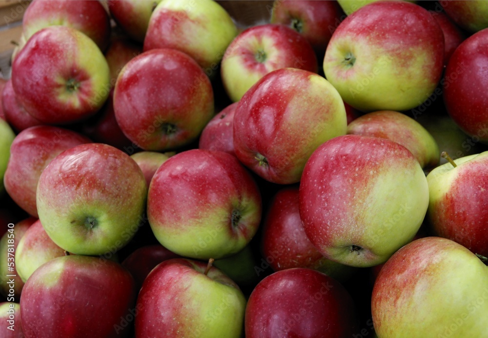 various red,green ,yellow sweet apples from orchard various red,green ,yellow sweet apples from orchard