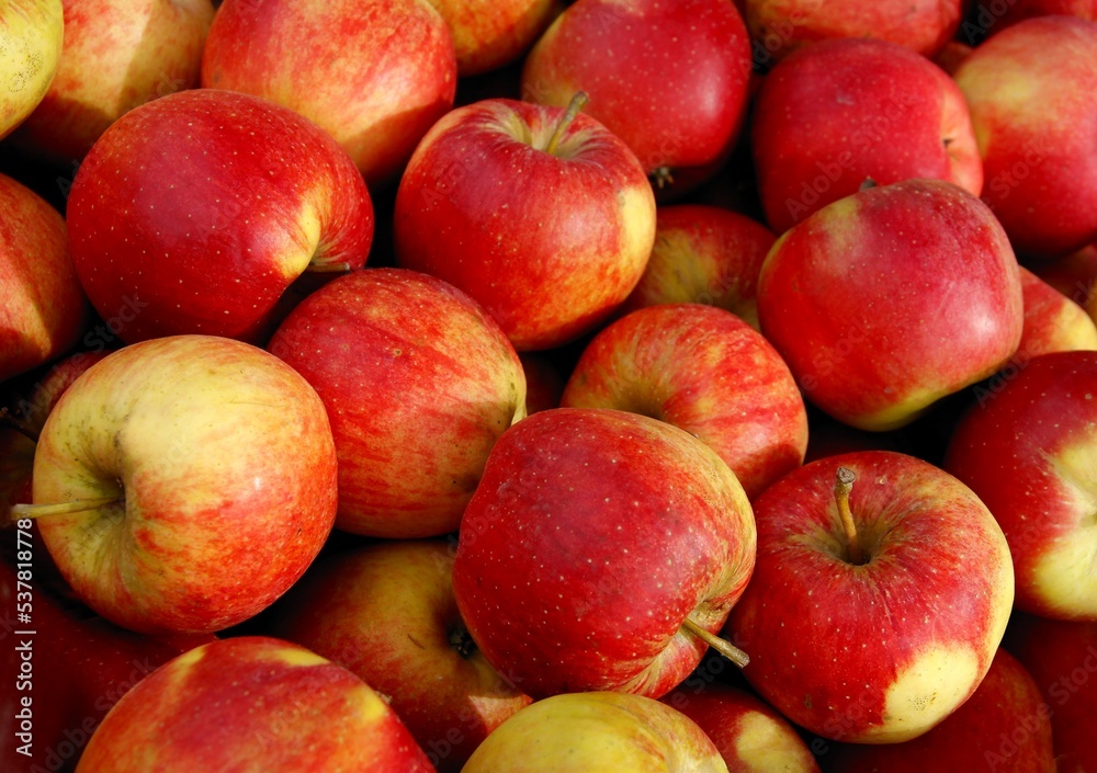 various red,green ,yellow sweet apples from orchard various red,green ,yellow sweet apples from orchard
