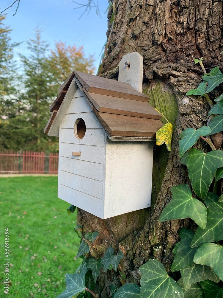 white wooden bird house, bird house hung on tree, wooden miniature house with canopy, tree overgrown with ivy white wooden bird house, bird house hung on tree, wooden miniature house with canopy, tree overgrown with ivy