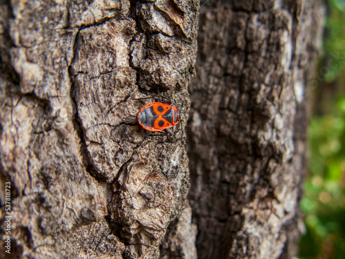 A close-up photo of a red beetle on a tree