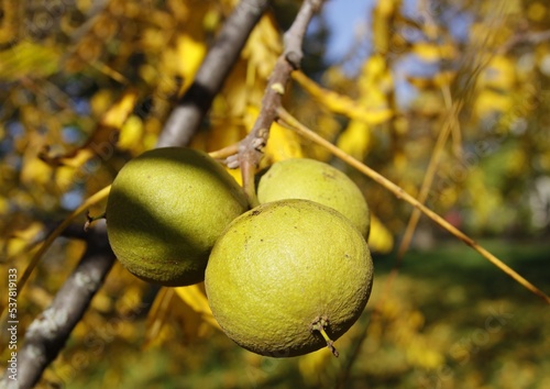 green fruits of black walnut tree close up photo