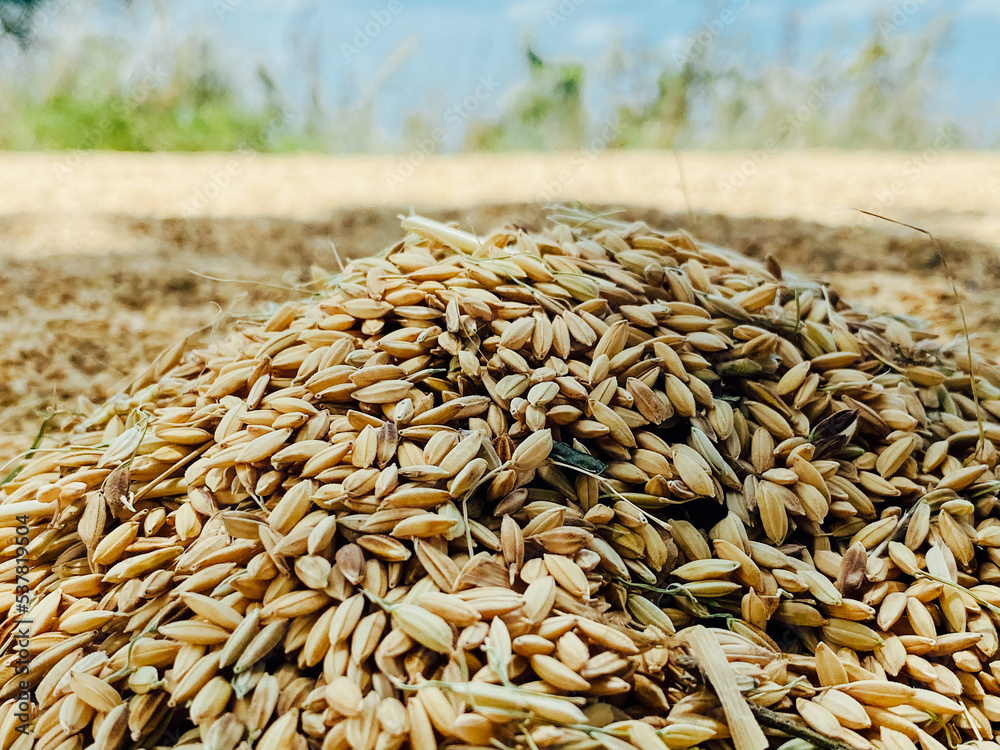 Obraz premium wheat in the field
