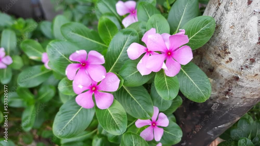 Pink flowers of Catharanthus roseus, or Madagascar periwinkle, blooming on the garden, swaying in the wind Pink flowers of Catharanthus roseus, or Madagascar periwinkle, blooming on the garden, swaying in the wind