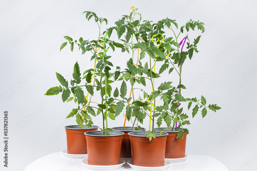 Growing tomatoes from seeds, step by step. Step 11 - sticks to support sprouts. Growing tomatoes from seeds, step by step. Step 11 - sticks to support sprouts.