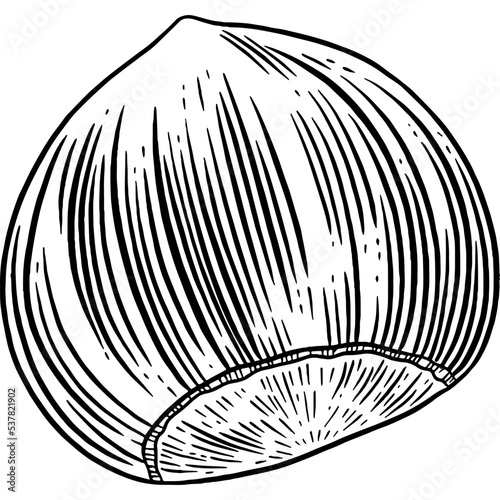 Hand drawn Hazelnut Sketch Illustration