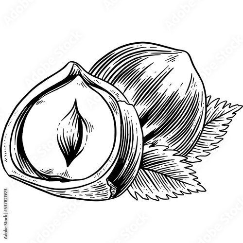 Hand drawn Hazelnuts Sketch Illustration