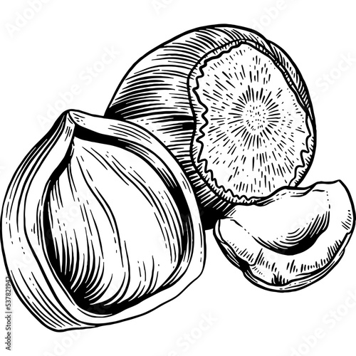 Hand drawn Hazelnuts Sketch Illustration