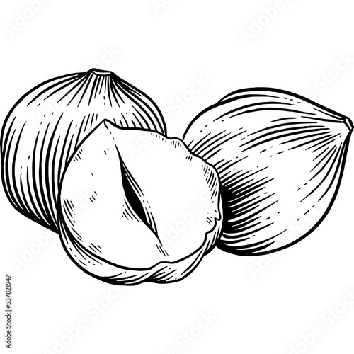 Hand drawn Hazelnuts Sketch Illustration