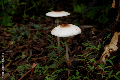 Mushrooms in the rainforest, Thailand, Southeast Asia 
