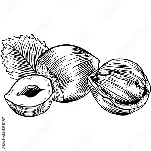Hand drawn Hazelnuts Sketch Illustration