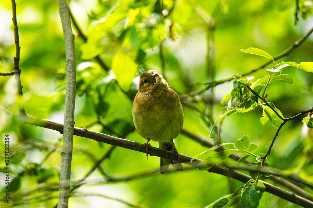 Fototapeta premium Der frühe Vogel fängt en Wurm