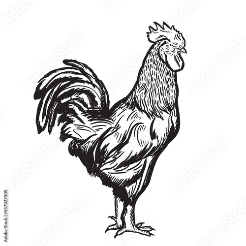 Rooster sketch.Hand drawn black on a white background.Agriculture farm.Vector illustration.