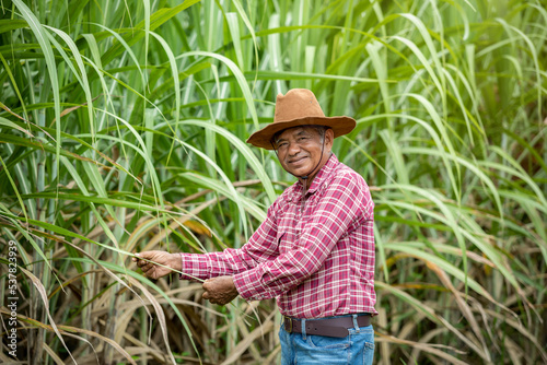 Old man farmer working on the sugar cane plantation in Thailand.