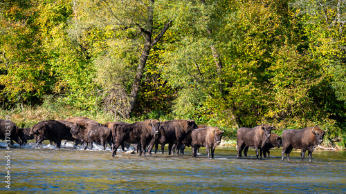 A herd of European Bison in the river. Wisent, Bison bonasus. Bieszczady, Carpathians, Poland.