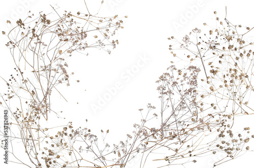 Fototapeta Naklejka Na Ścianę i Meble -  Dry wild meadow grasses or herbs isolated on white background. Frame of dry field flowers with copy space. Winter pattern background.