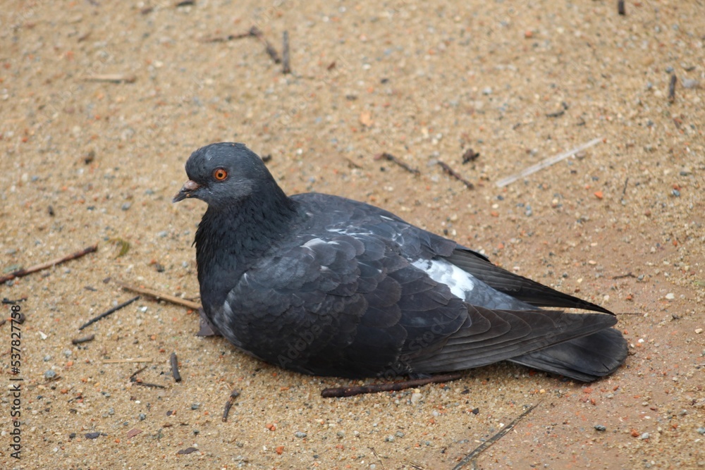 Obraz premium Pombo Doméstico
