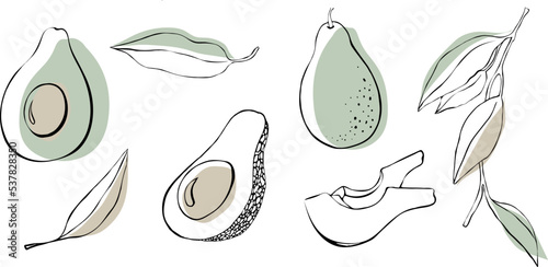 Avocado vector set. Whole avocado, sliced avocado, half and leaf. Tropical summer fruit engraved illustration style.