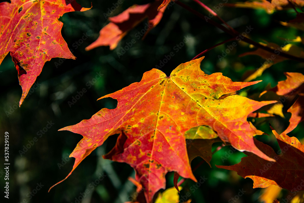 Fototapeta premium autumn maple leaves