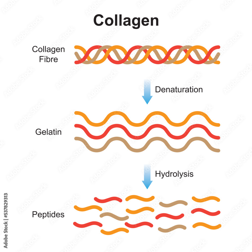 Scientific Designing Of Collagen Denaturation And Degradation. Amino ...