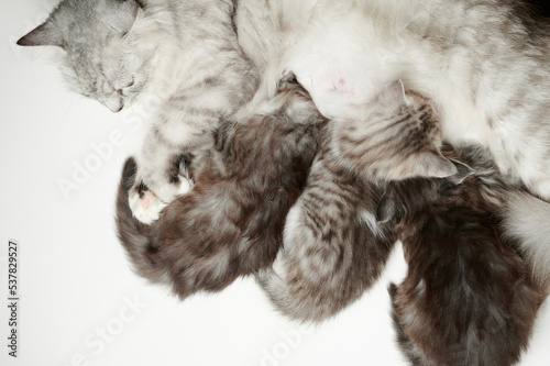 Gray cat brest feeding kitty