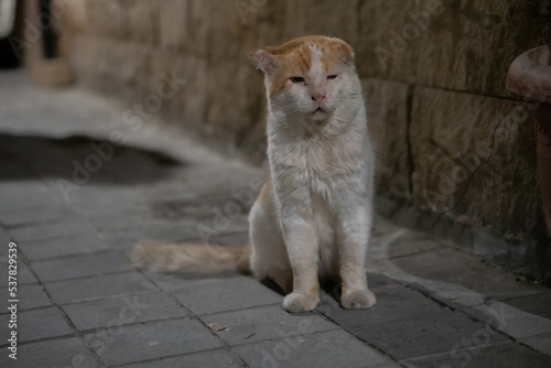 Fototapeta Naklejka Na Ścianę i Meble -  Stray cat in the night