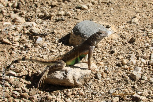 Greater earless lizard (Cophosaurus texanus) photo