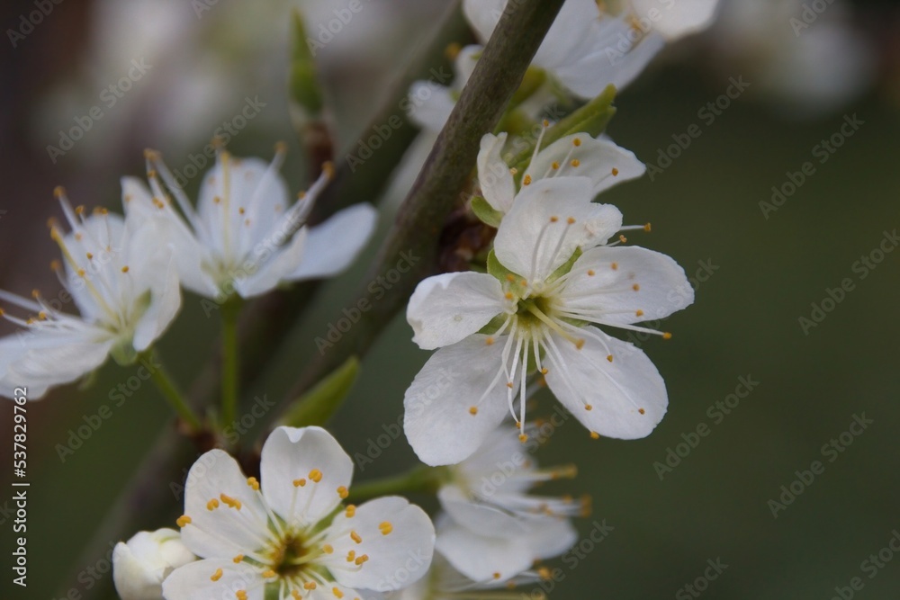 Obraz premium branch of a tree