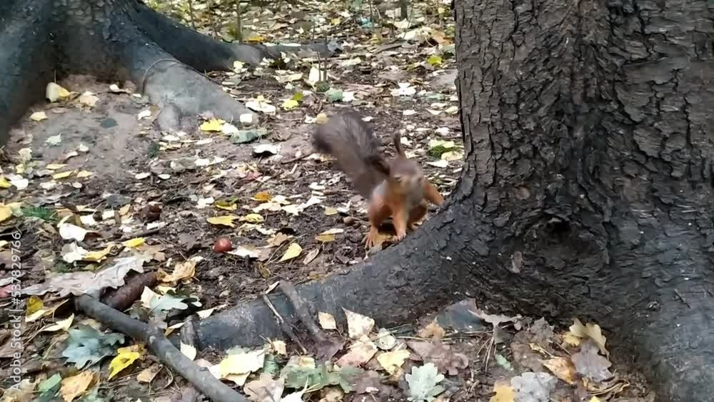 Squirrel in the natural environment, in the forest. The squirrel is picking up nuts for the winter.
