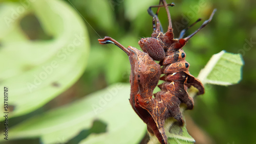 Defense pose of a moth caterpillar.  lobster moth (Stauropus fagi). Slective focus. High quality photo photo