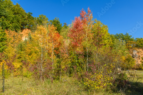 trees in autumn colors in sunny day