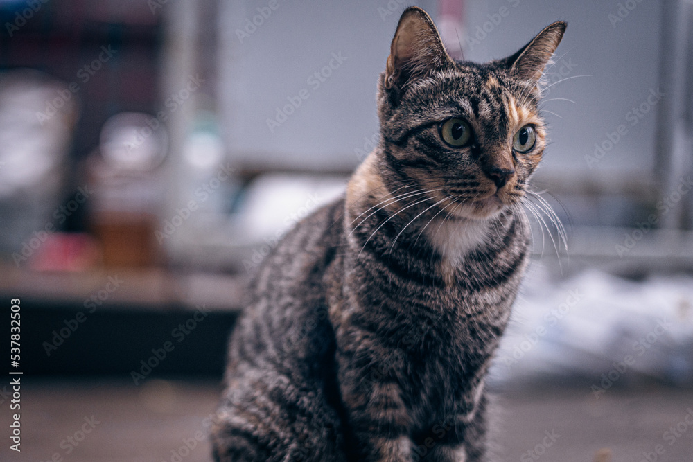 Naklejka premium little stray cat wandering into the house Waiting for the owner of the house to come back, hoping to eat delicious food on a rainy day.