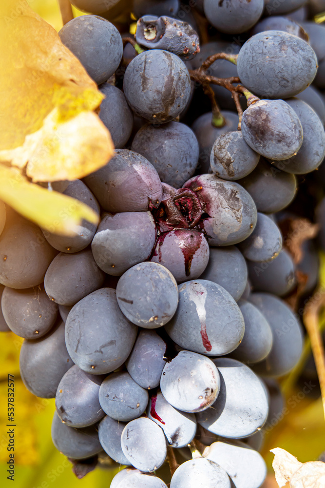 Fototapeta premium A bunch of grapes waiting to make wine or juice. Juice flowing from grapes.