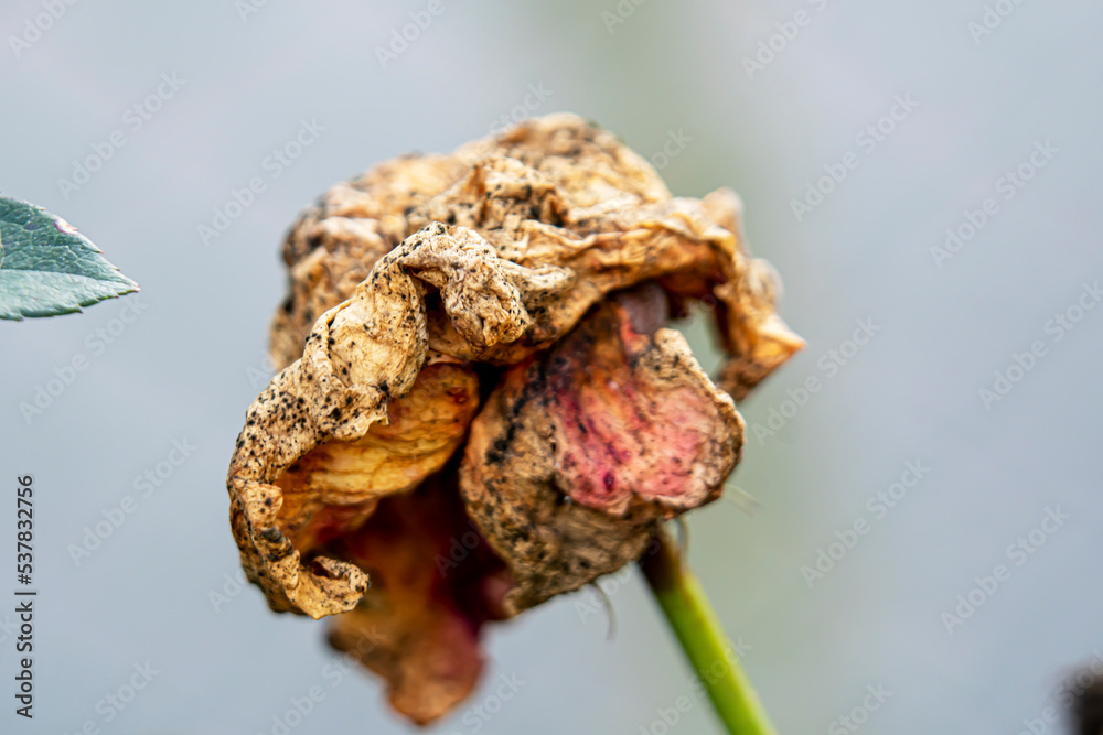 Bunch of withered roses. Flower rotten on the tree. Rose rotten on the tree. Bunch of withered roses. Flower rotten on the tree. Rose rotten on the tree.