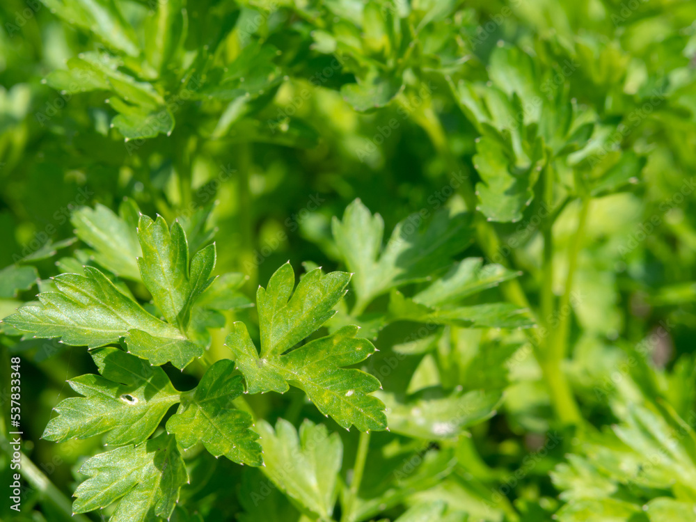 Parsley branches with green leaves macro photo on a sunny spring day in the garden. Natural unprocessed parsley plants close-up in natural conditions Parsley branches with green leaves macro photo on a sunny spring day in the garden. Natural unprocessed parsley plants close-up in natural conditions