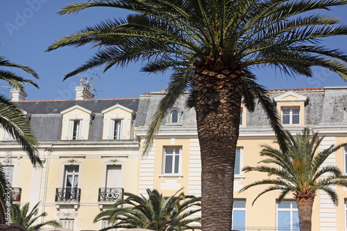 Palmiers à Perpignan, centre ville, façade Perpignan ocre, 66, Occitanie, artenseo, sud de la France, soleil, belle photo Perpignan 