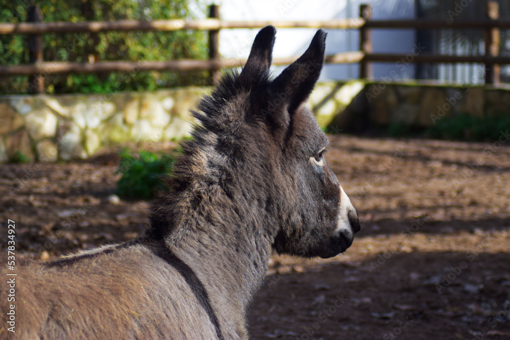 Adorable photograph of a donkey in an animal reserve Adorable photograph of a donkey in an animal reserve
